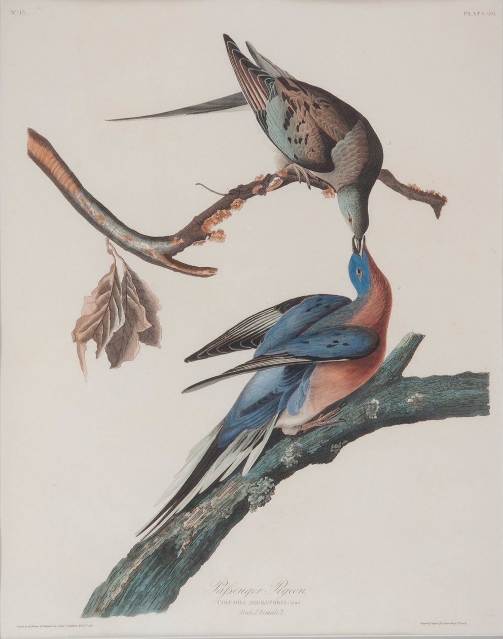 Passagerarduva av John James Audubon