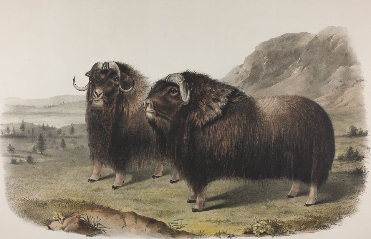 Tavla 111. Ovibus Moschatus, Gmel. Myskoxe, 1848 (handfärgad och färgtryckt litho på vävt papper) av John James Audubon