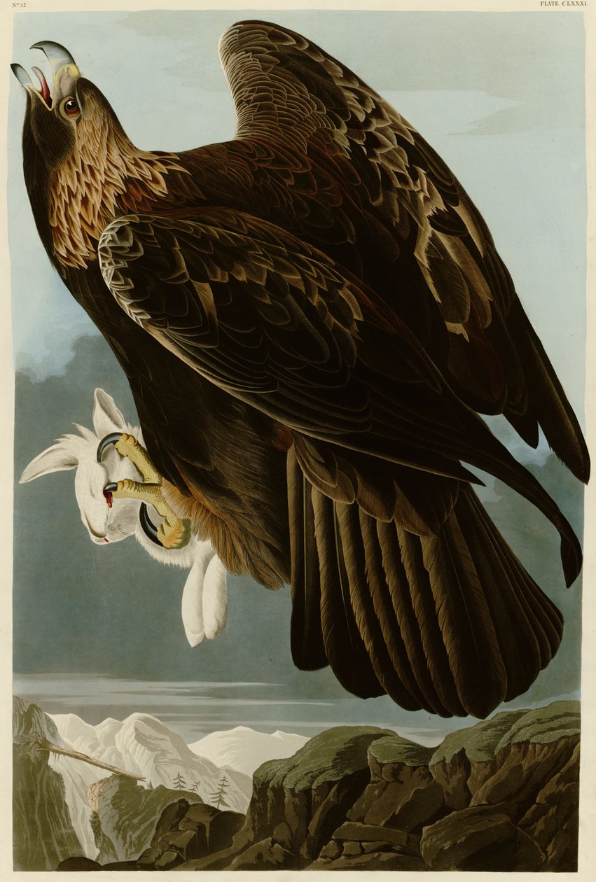Plate 181 of Birds of America by John James Audubon depicting Golden Eagle av John James Audubon