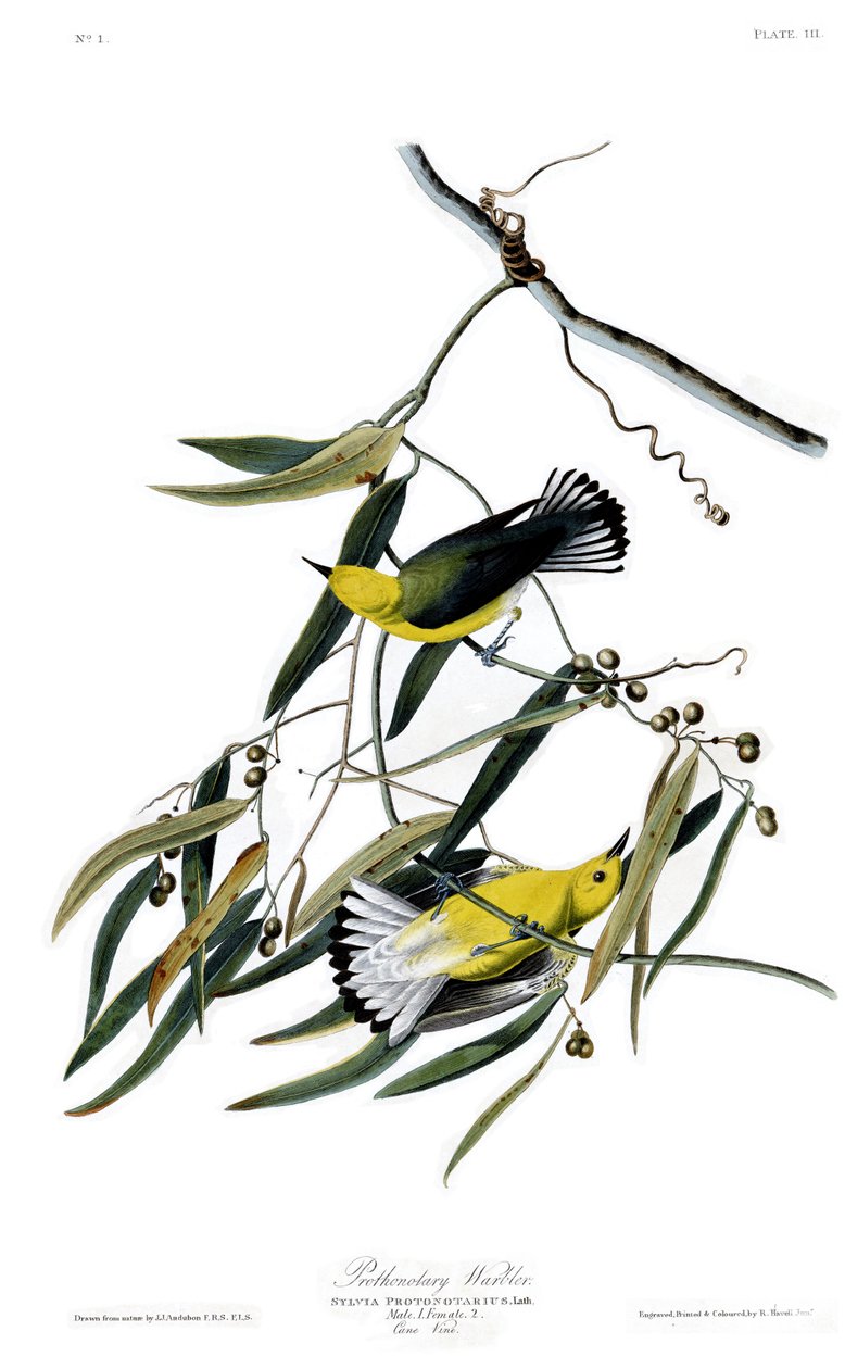 Plate 3 of Birds of America by John James Audubon depicting Prothonotary Warbler av John James Audubon