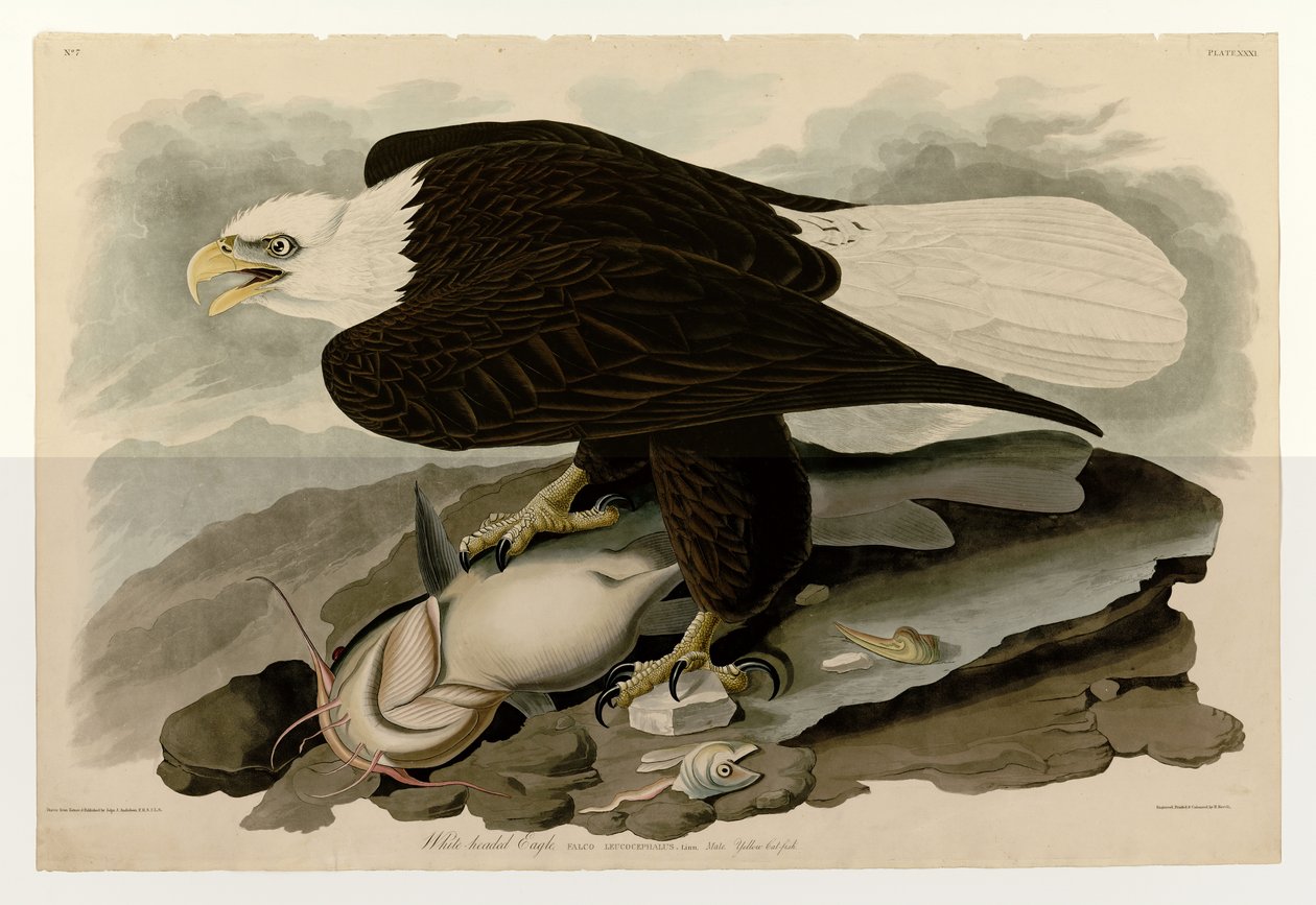 Plate 31 of America av John James Audubon som visar White-headed Eagle av John James Audubon
