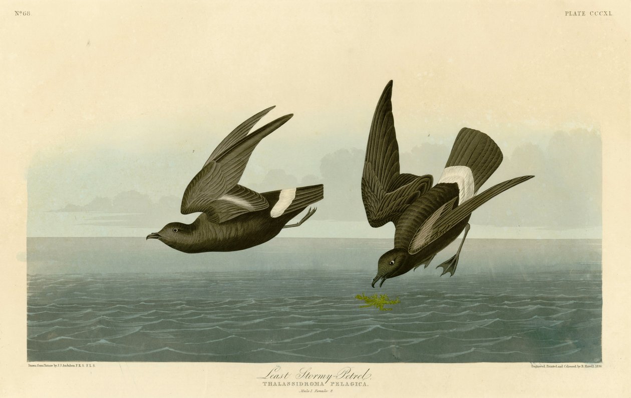 Plate 340 of Birds of America av John James Audubon som visar Least Stormy-Petrel av John James Audubon