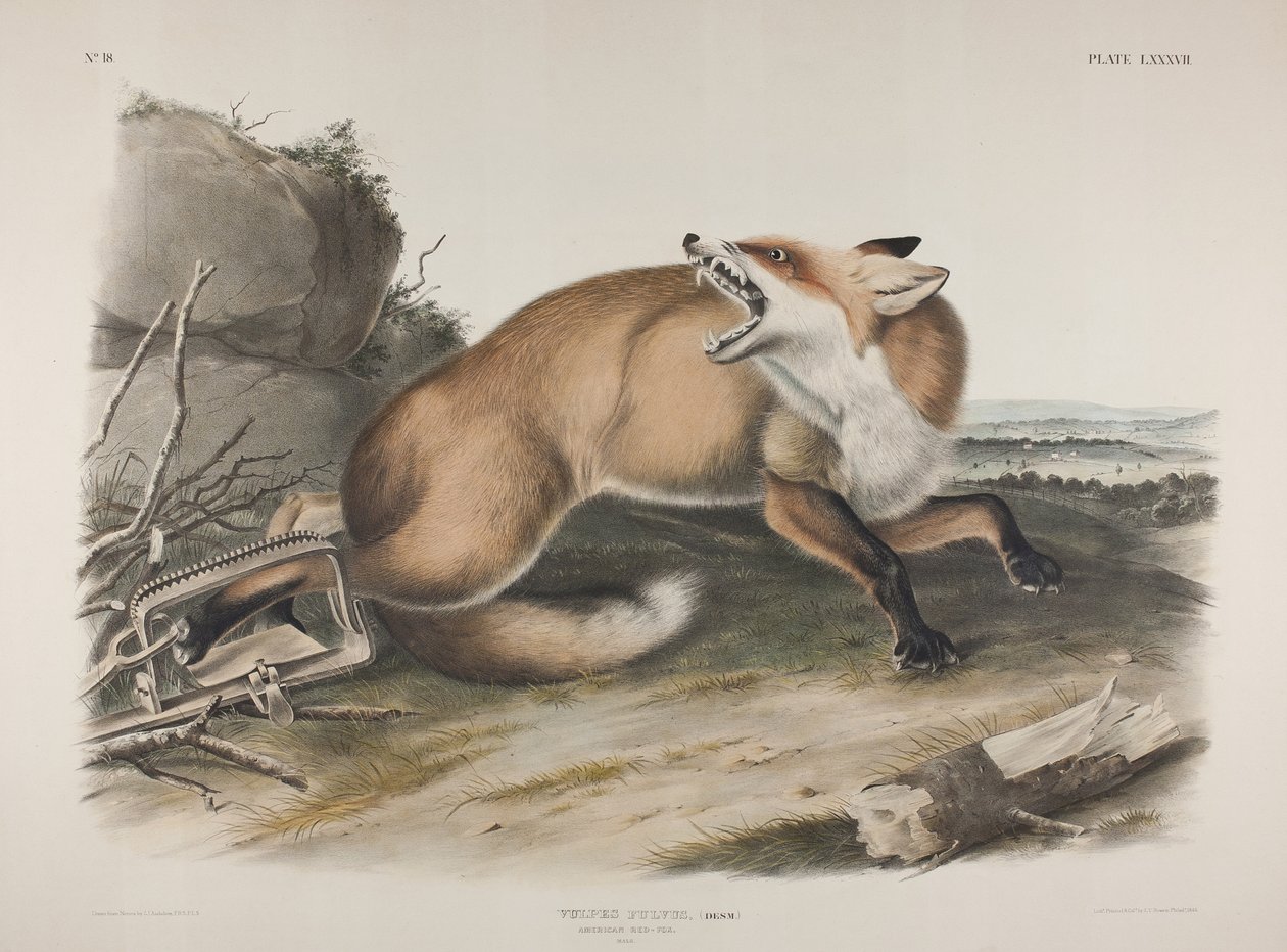Tavla 87. Vulpes Fulvus, Desm. American Red Fox, 1846 (handfärgad och färgtryckt litho på vävt papper) av John James Audubon