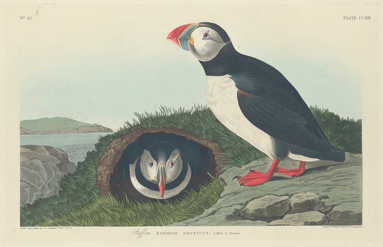 Lunda, 1834 av John James Audubon