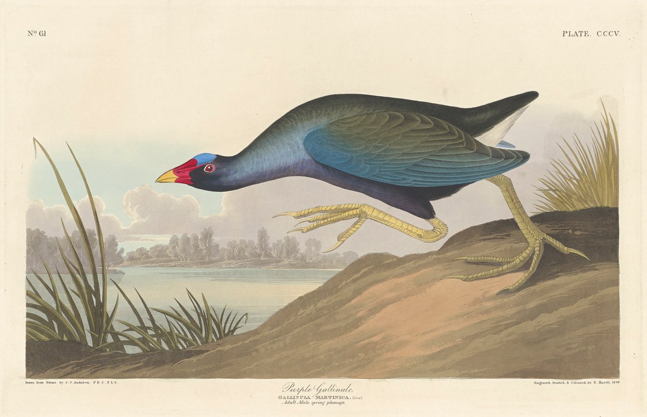 Lila gallinule, 1836 av John James Audubon