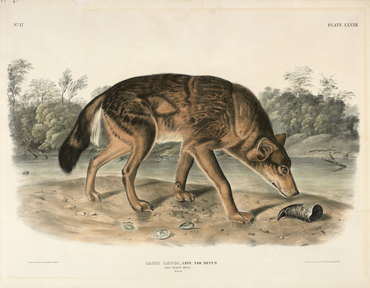 Red Texan Wolf (Canis Lupus), 1845 (handfärgad litografi) av John James Audubon