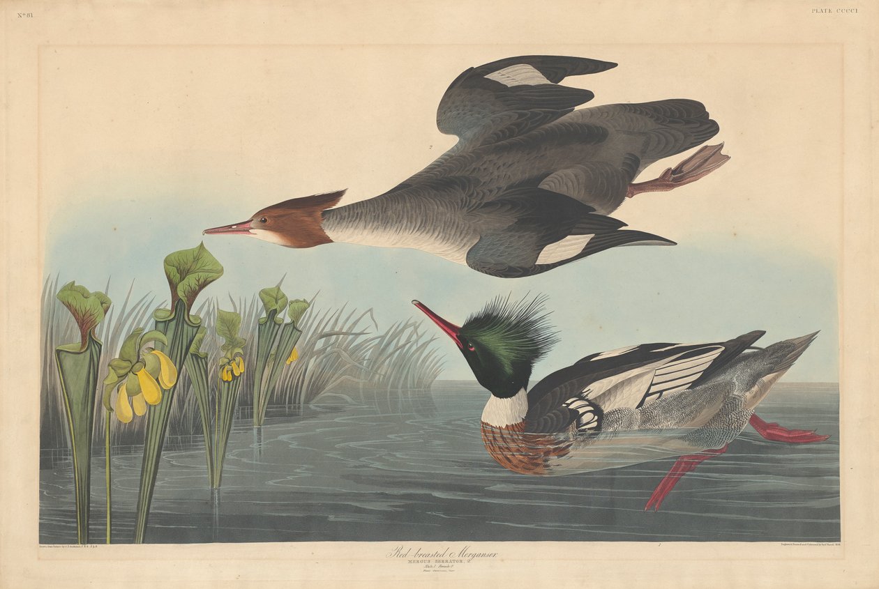 Rödbrystad marganser, 1838 av John James Audubon