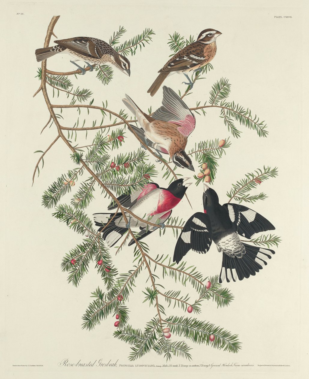 Rosenbröst Grosbeak, 1832 av John James Audubon