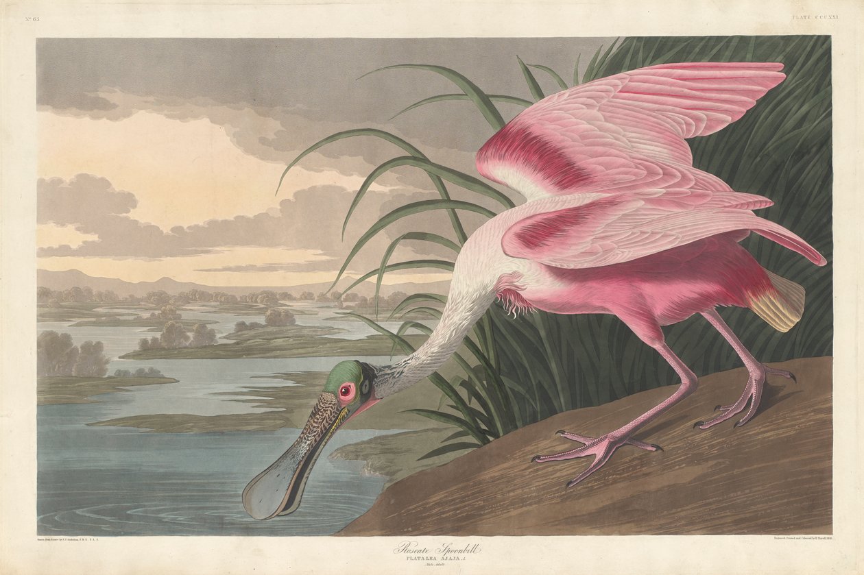 Rosa skednäbb, 1836 av John James Audubon