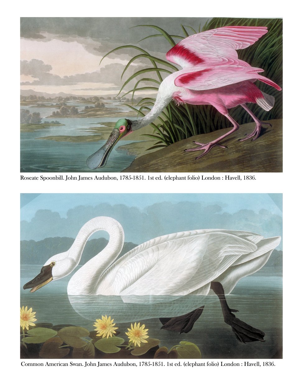 Rosenbottnisk skedand och vanlig amerikansk sångsvan, 1836 av John James Audubon