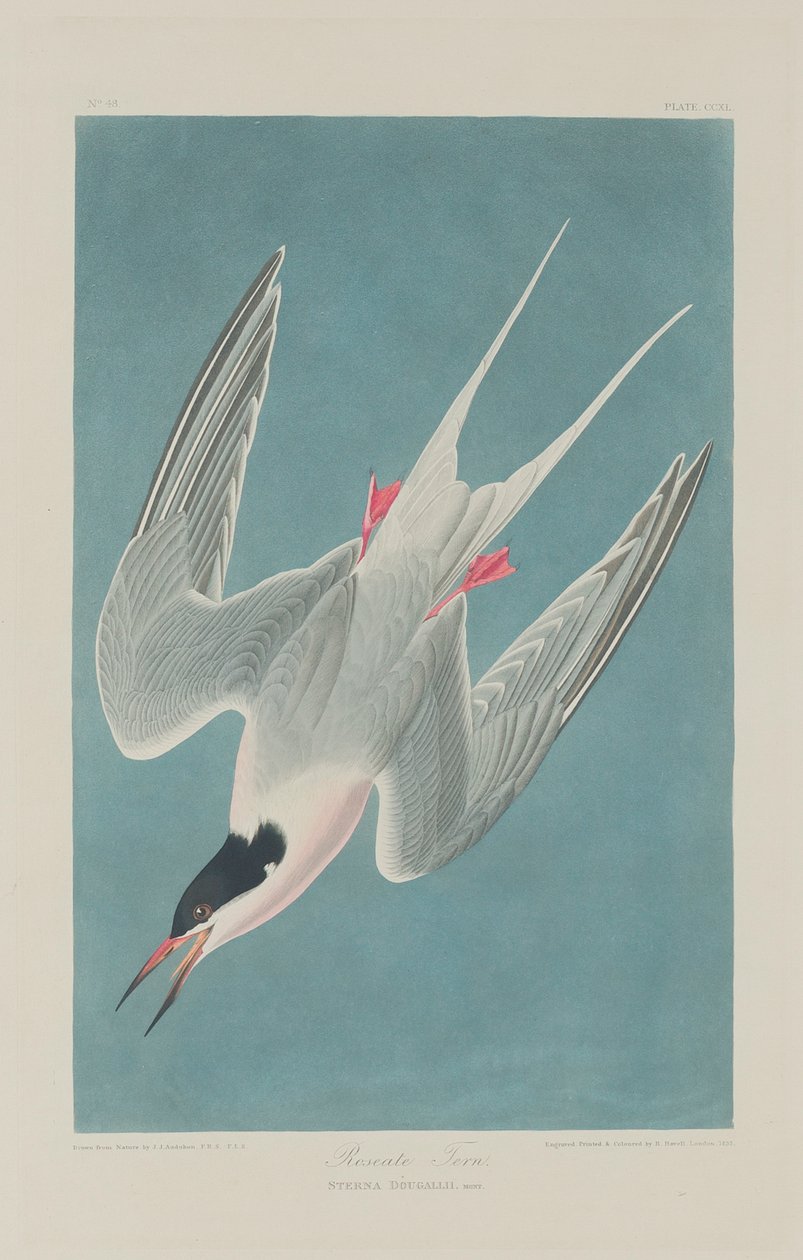 Rosentärna, 1835 av John James Audubon