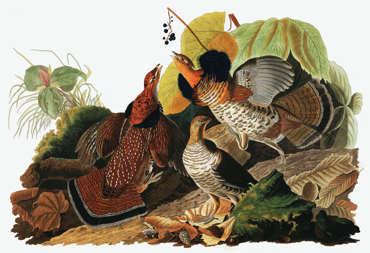 Ruffed Grouse, Tetrao Umbellus, från The Birds of America av John J. Audubon, pub. 1827-38 (handfärgad gravyr) av John James Audubon