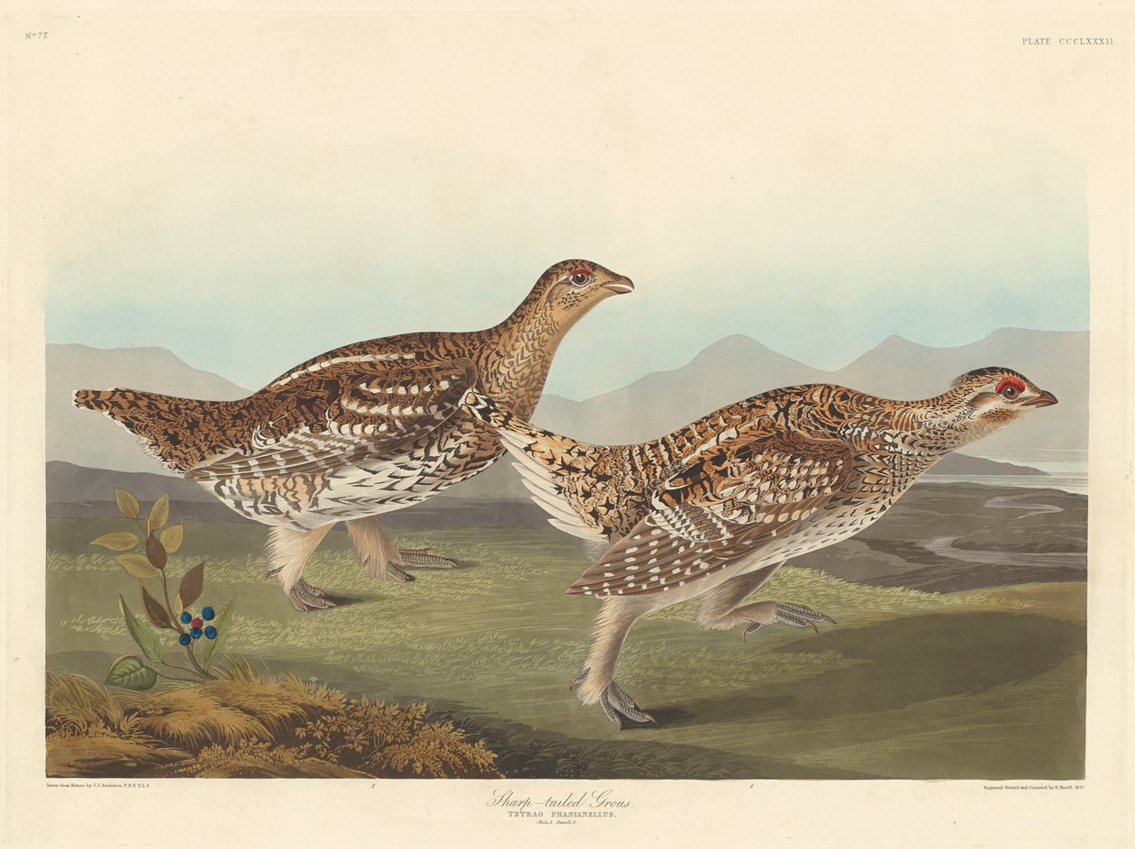 Skarpsvansgrous, 1837 av John James Audubon