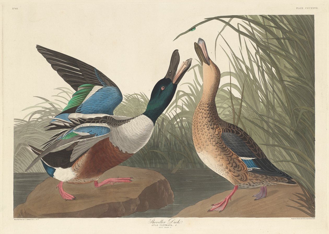 Shoveler Duck, 1836 av John James Audubon