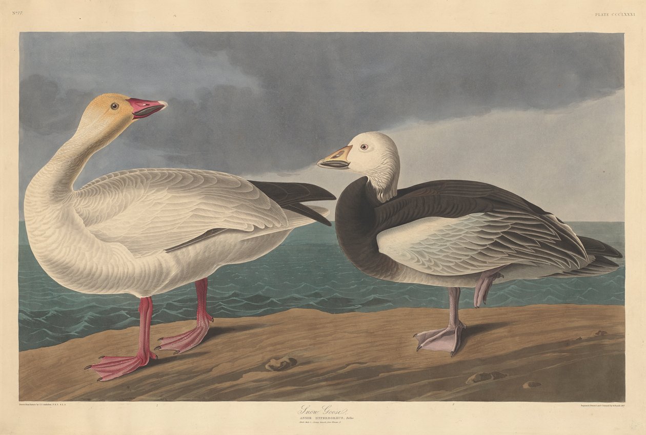 Snögås, 1837 av John James Audubon