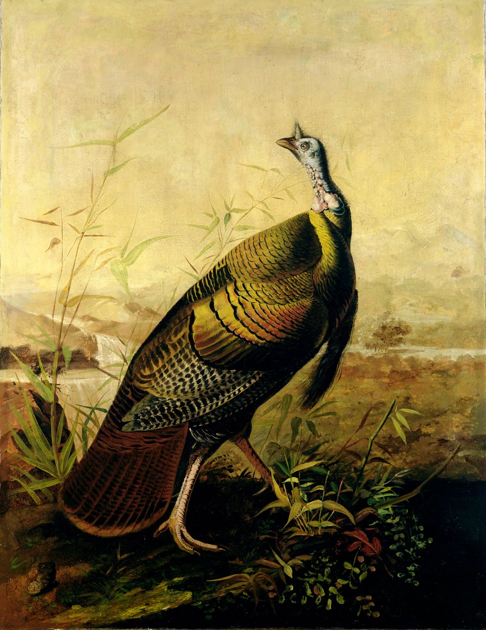 Den amerikanska vilda kalkonhanen av John James Audubon