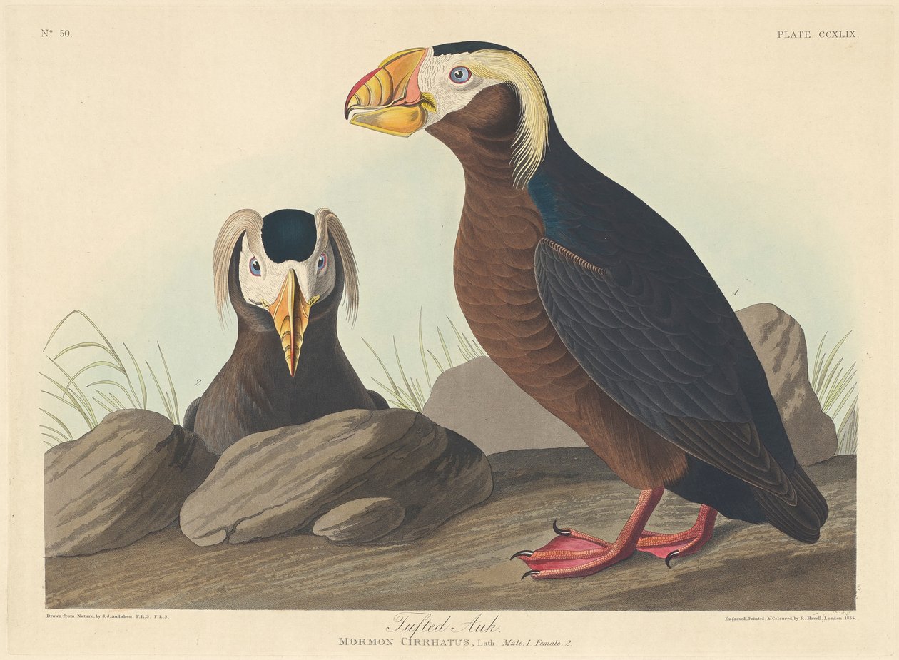 Tuftad alk, 1835 av John James Audubon