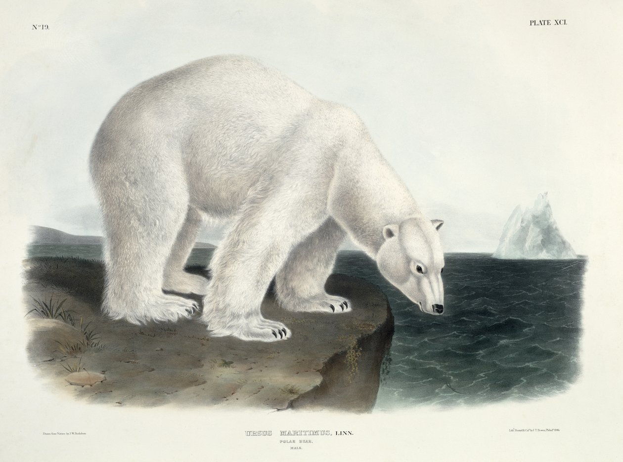 Ursus Maritimus (isbjörn), platta 91 från "Quadrupeds of North America", graverad av John T. Bowen (1801-c.1856), 1846. av John James Audubon