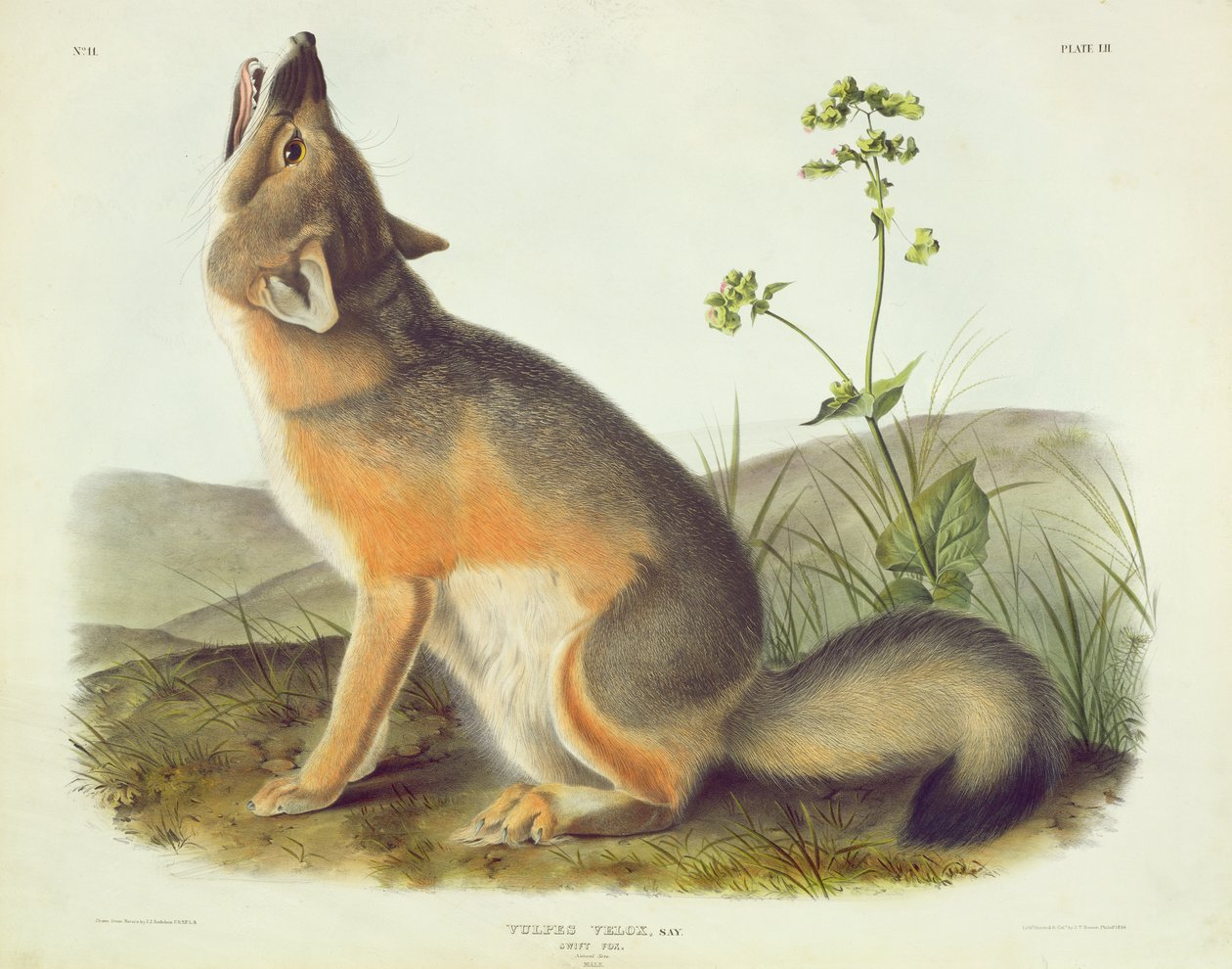 Vulpes Velox (Swift Fox), plåt 52 från 