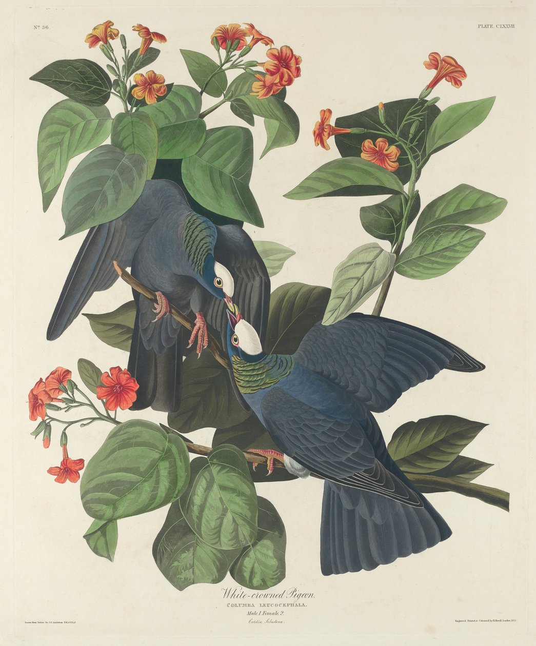 Vitkrönt duva, 1833 av John James Audubon