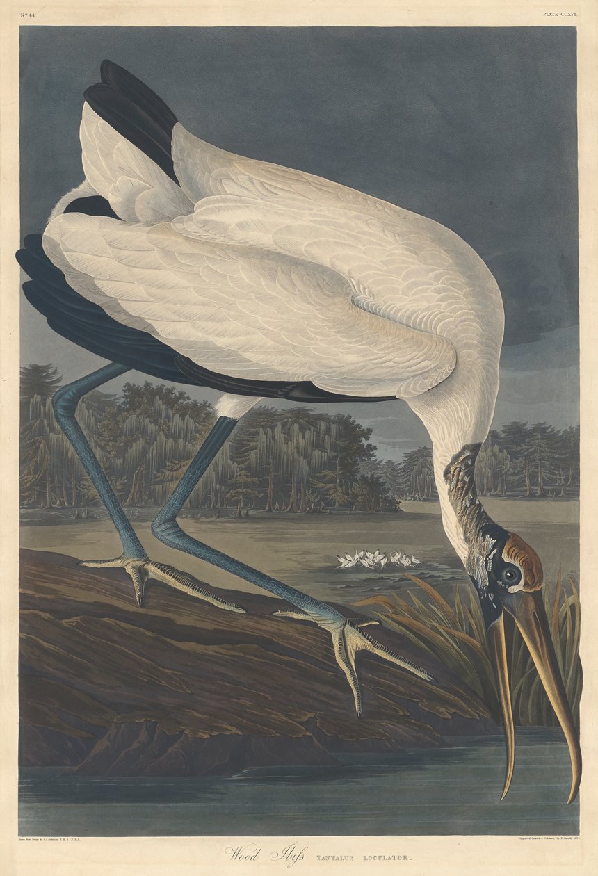 Wood Ibis, 1834 av John James Audubon