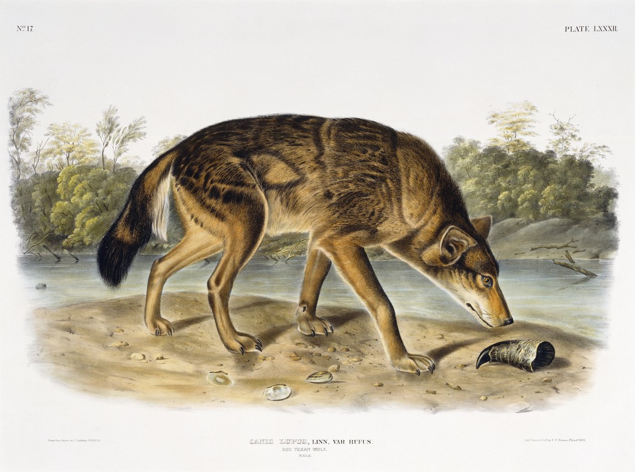 Red Texan Wolf, 1845 (handfärgad litografi) av John James after Audubon