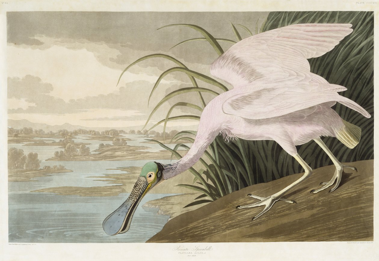 Rosenskärring, 1836 (handkolorerad akvatint på papper) av John James after Audubon