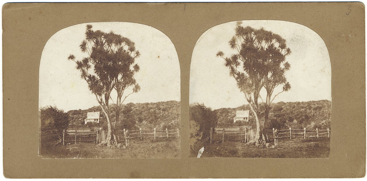 Exemplar av infödd Ti eller Manuku-träd som kallas ett kålträd, Auckland, Nya Zeeland (albumintryck) av John Kinder