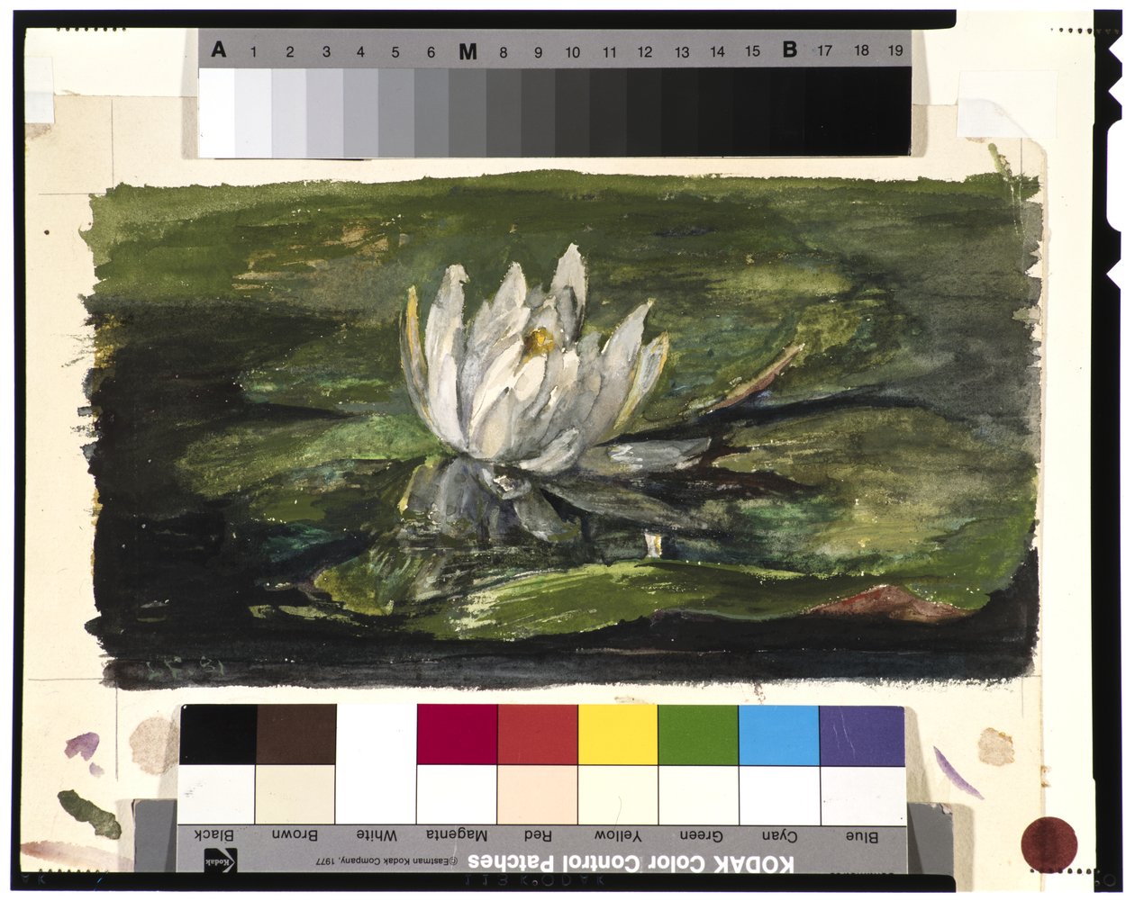 Vattenlilja i solljus, 1881 av John La Farge or Lafarge