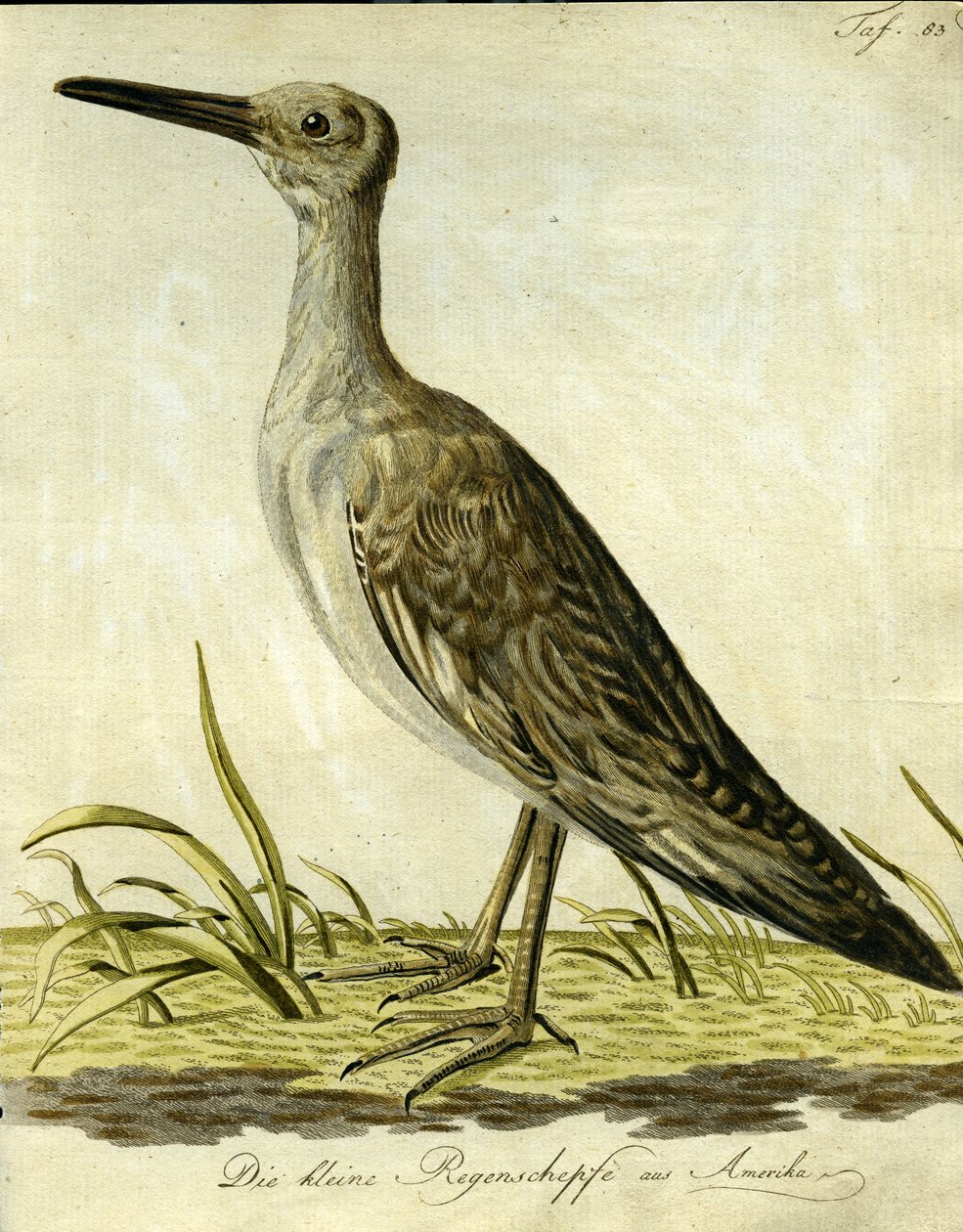 Liten amerikansk snipe, 1793 (handkolorerat gravyr) av John Latham