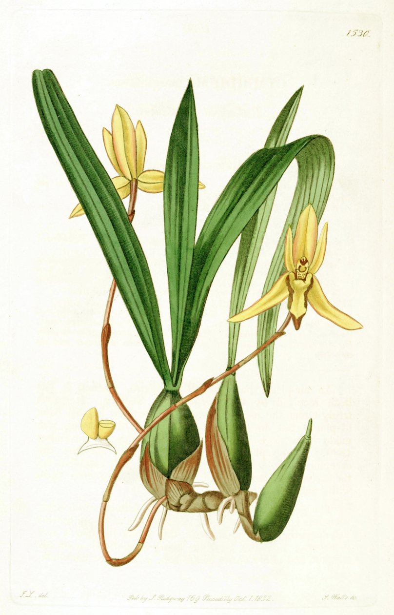 Brasiliorchis marginata (syn. Cymbidium marginatus) av John Lindley