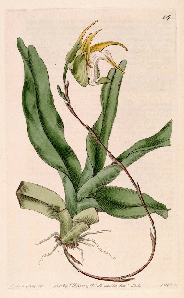 Illustration of Aeranthes grandiflora av John Lindley