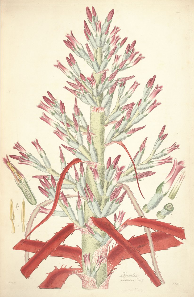 Illustration av Bromelia Pinguin (som syn. Bromelia fastuosa) av John Lindley