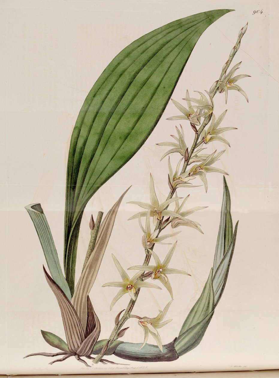 Illustration av Eria Javanica (som syn. Eria Stellata) av John Lindley