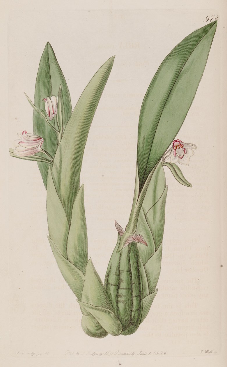 Illustration av Eria rosea av John Lindley