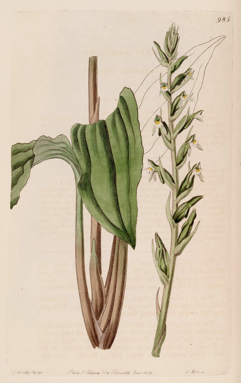 Illustration of Pelexia adnata  (as syn. Pelexia spiranthoides) av John Lindley