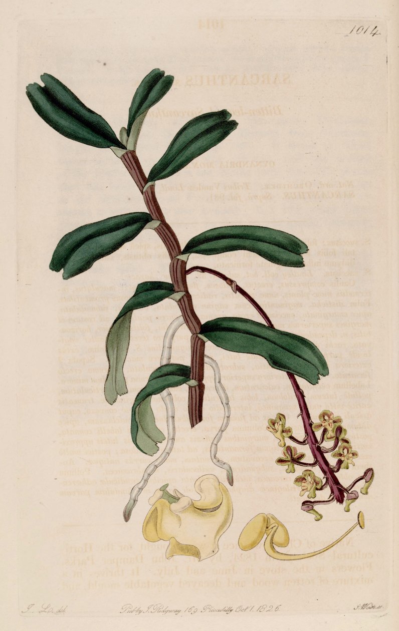 Illustration av Robiquetia Succisa (SYN. SARRADING CUT) av John Lindley