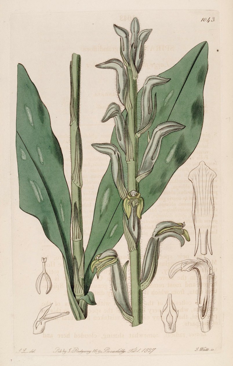 Illustration av sarkoglottis grandiflora (som syn. Spiranthes grandiflora) av John Lindley