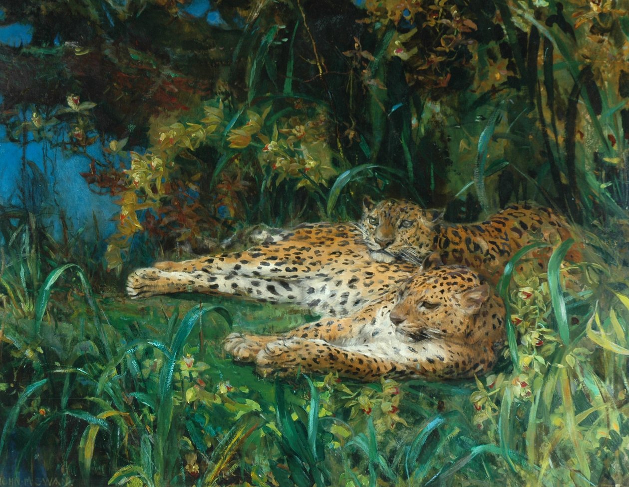 Indiska leoparder av John Macallan Swan