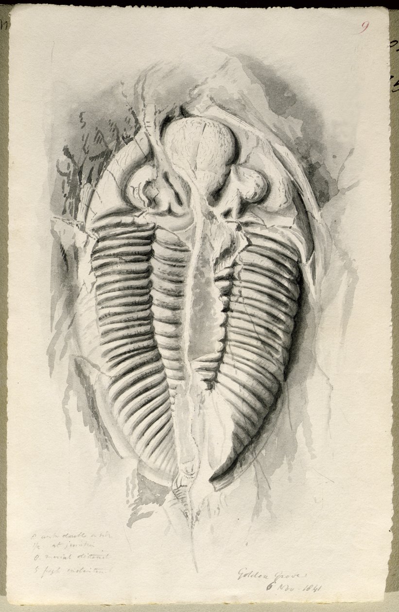 Trilobite från Golden Grove, 6 november 1841 av John Phillips