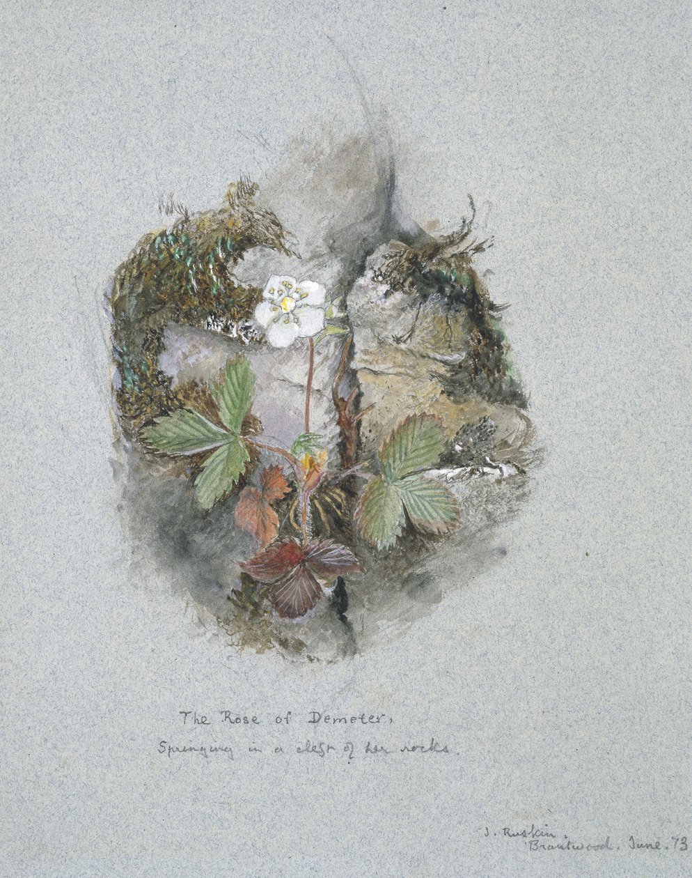 A Wild Strawberry Plant, 5 - 6 juni 1873 (akvarell och kroppsfärg över grafit på blått vävt papper) av John Ruskin
