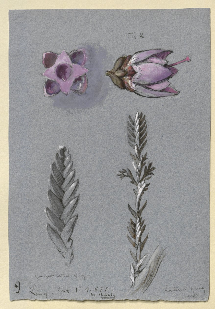 Fyra studier av Ling, troligen 14 september 1869 (akvarell, bodycolour, penna och bläck över grafit på blått papper) av John Ruskin