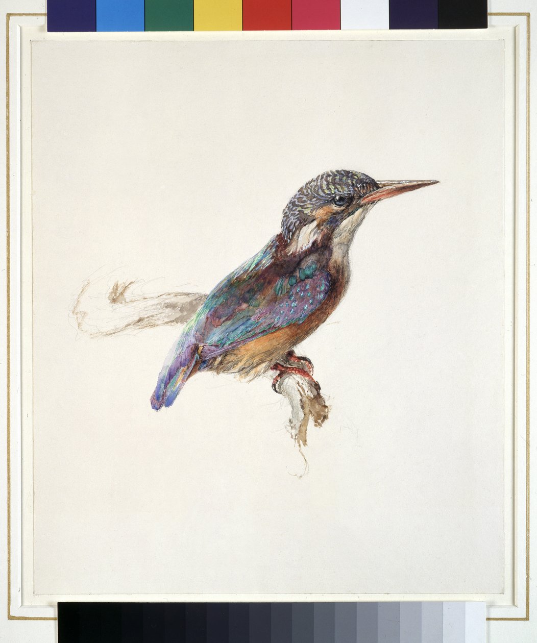 Studie av en kungsfiskare, med dominerande referens till färg, troligen oktober 1871 (akvarell och kroppsfärg över grafit på vävt papper) av John Ruskin