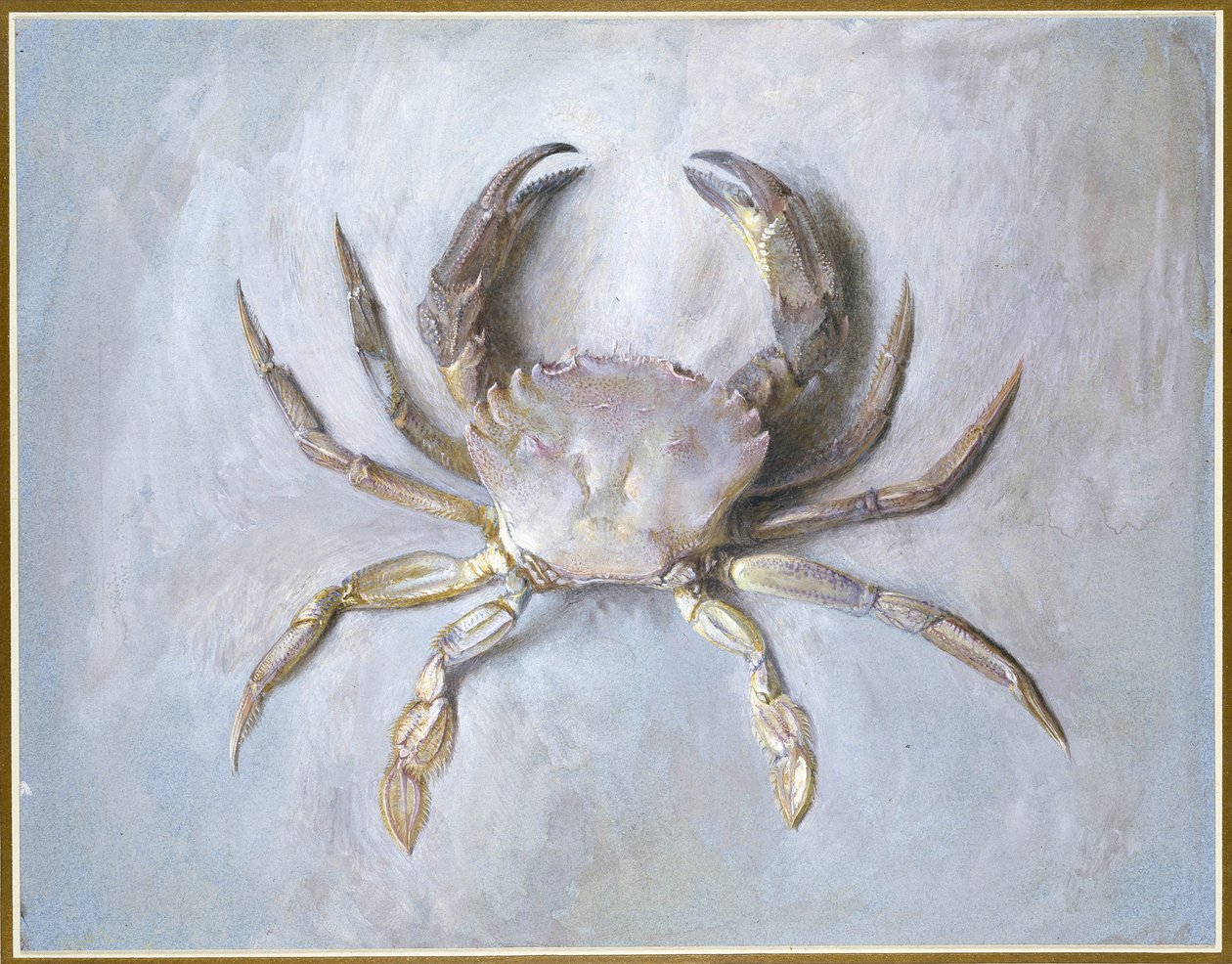 Velvet Crab, 1870-1 (wc över penna på papper) av John Ruskin