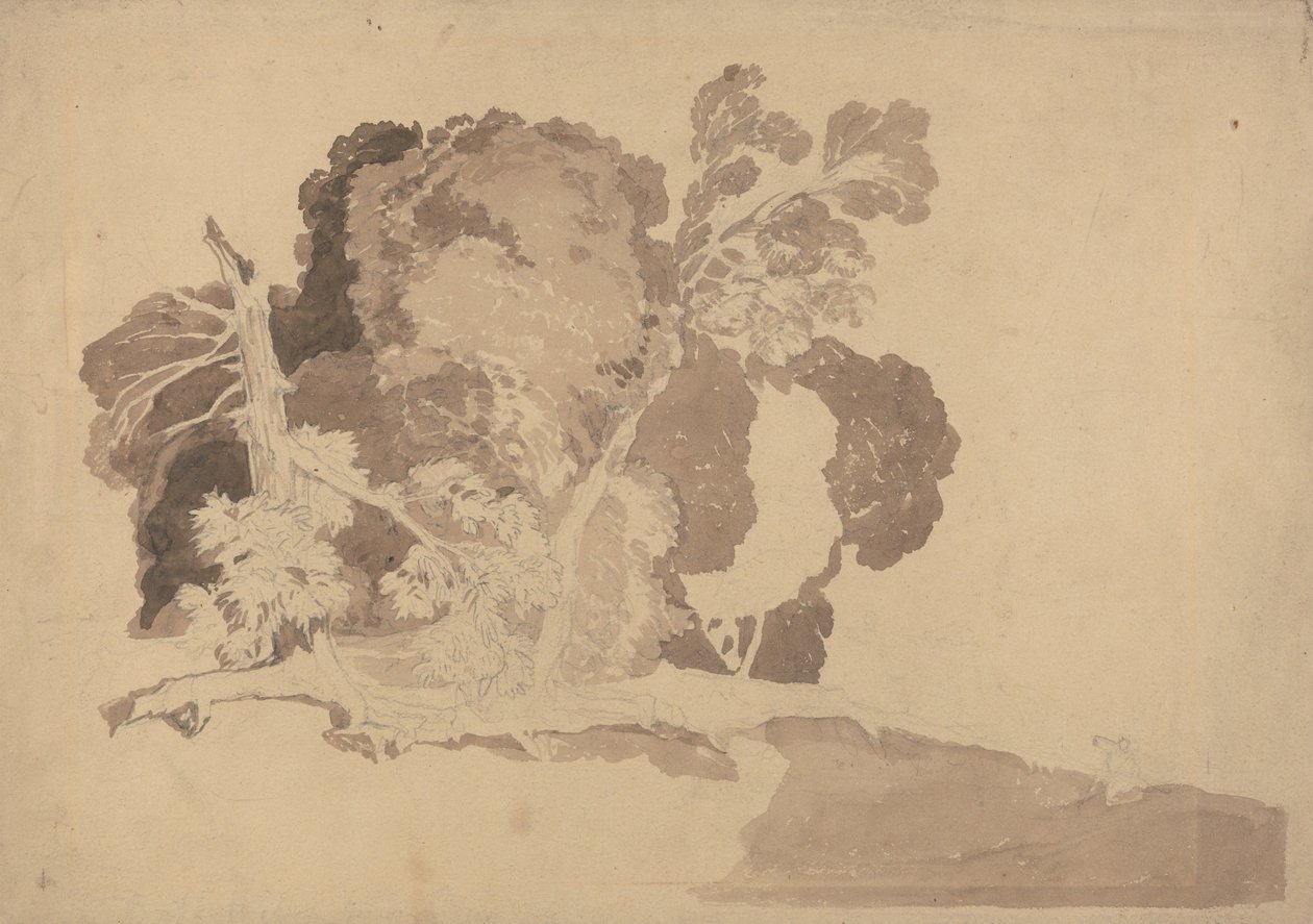 Studier av träd av John Sell Cotman