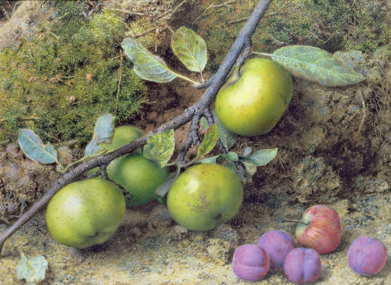 Äpplen och plommon på en mossig bank (gouache) av John Sherrin