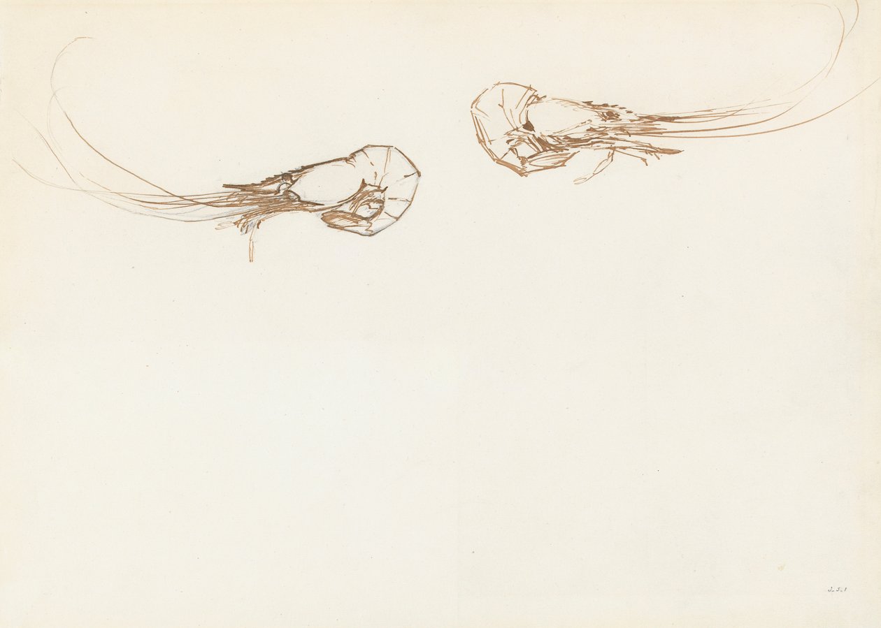 Två räkor (penna och bläck över grafit på papper) av John Singer Sargent