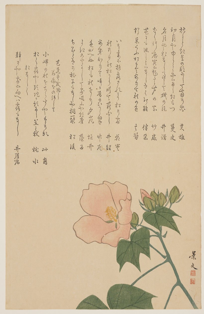 Konfedererade Rose, ca. 1818-1829 av John Thomas Barber Beaumont