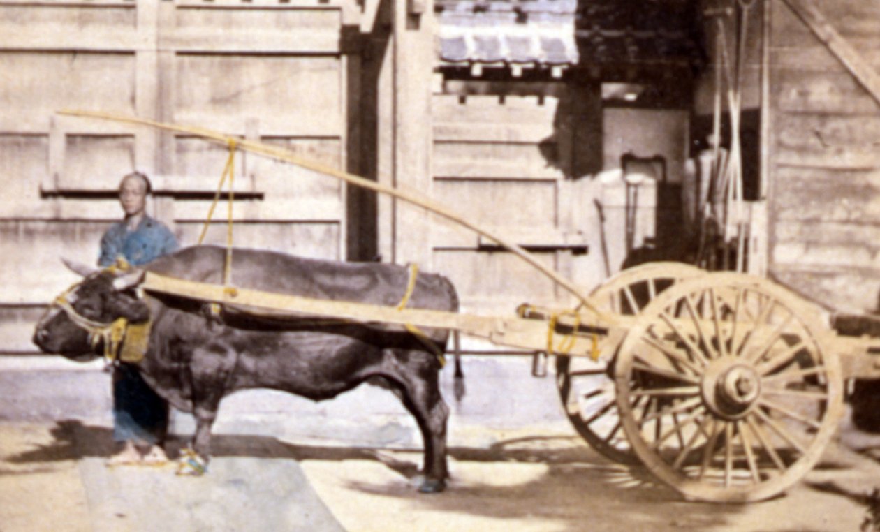 Kinesisk man med vagn och oxe, 1890 (handfärgat foto) av John Thomson