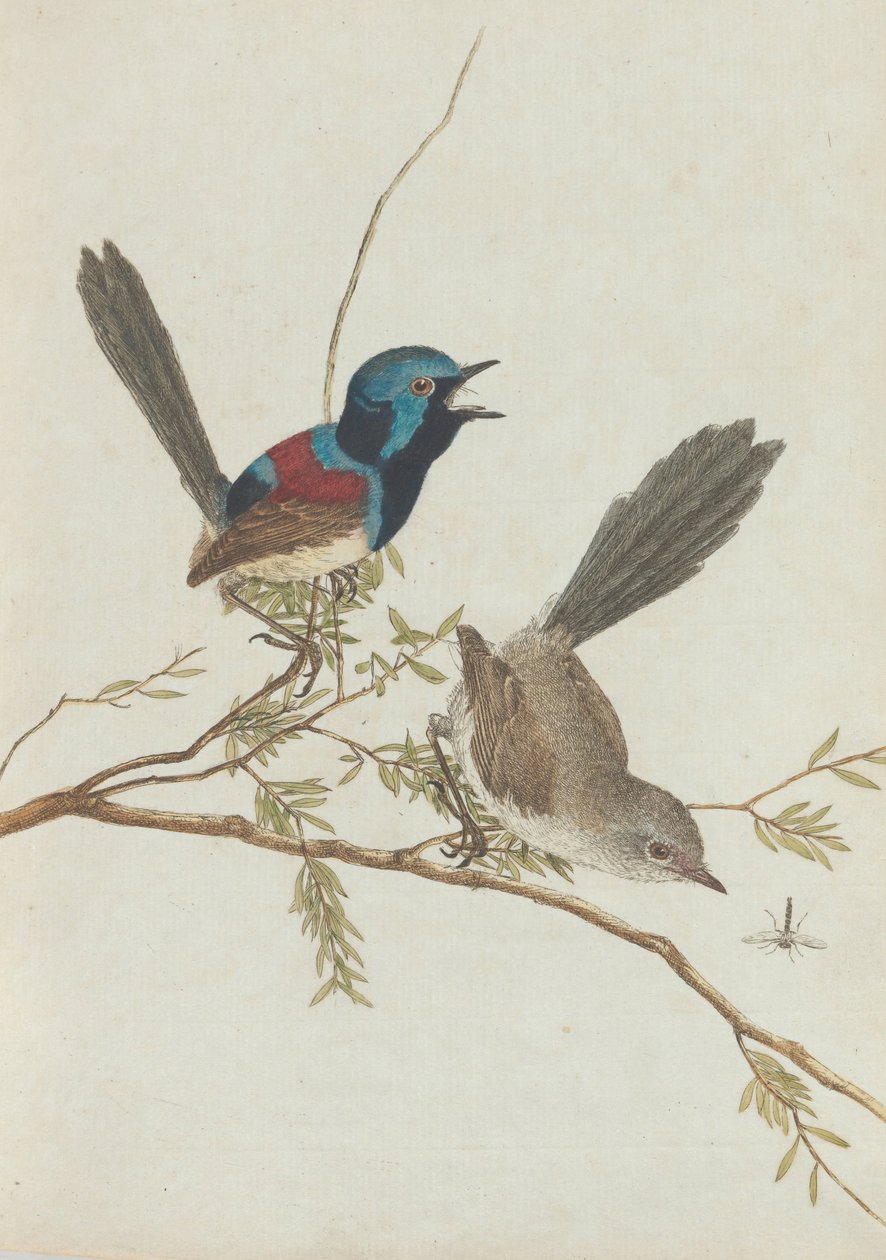 Birds of New South Wales with their natural history.Lewin, John. Birds of New South Wales with their... av John William Lewin